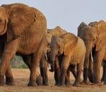 100 ہاتھی چین اور امارات کو فروخت