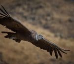 Magnificent Andean Condor