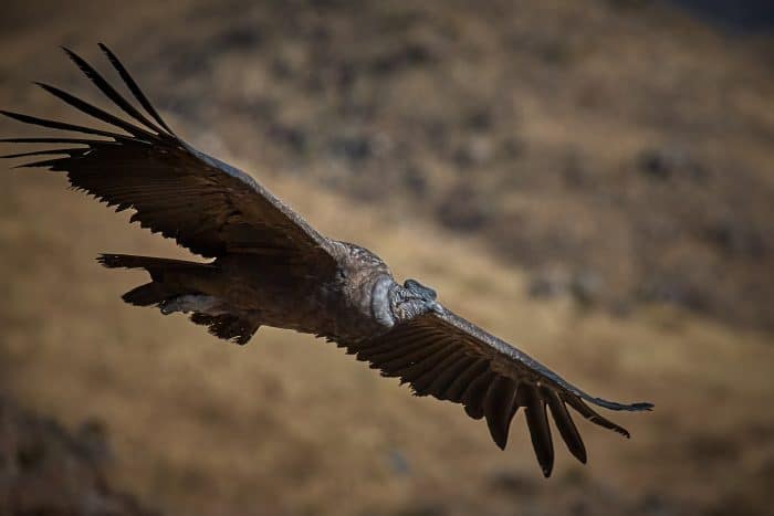 Magnificent Andean Condor