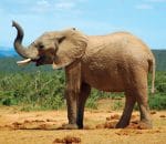 African-savanna-elephant