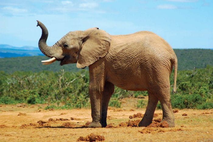 African-savanna-elephant