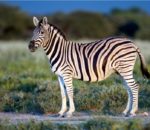 zebras stripes are white reveals new study