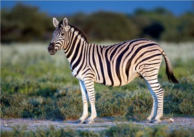 zebras stripes are white reveals new study
