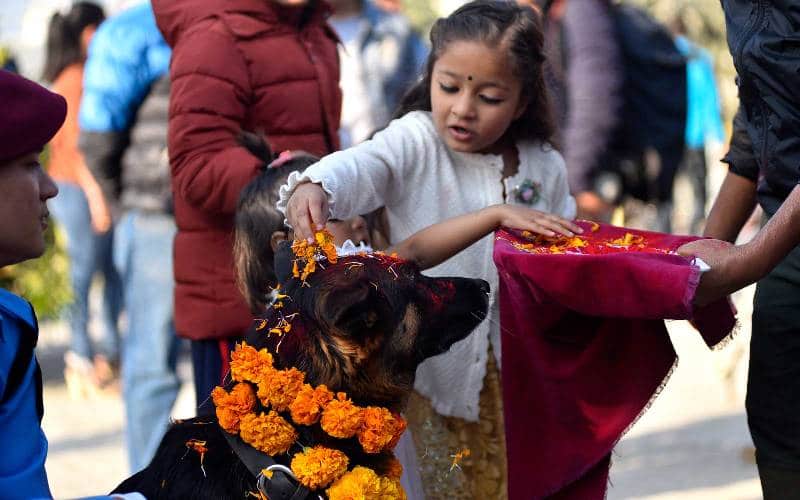 nepal or india main kutton ko poojne ka ajeeb tehwar