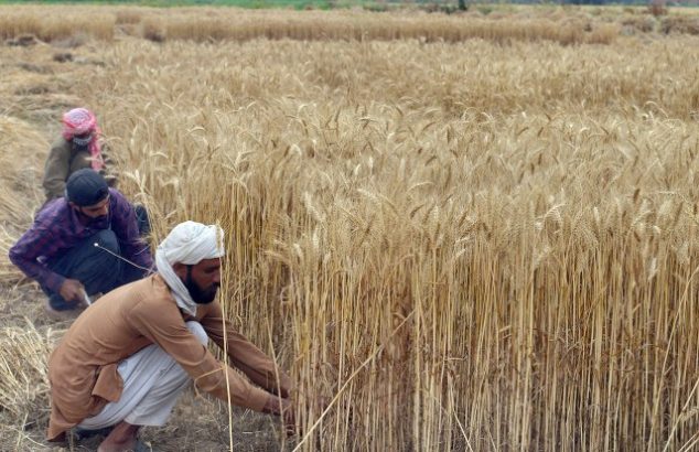 Wheat support price increased to Rs1,650