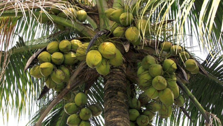 few coconut farms left in karachi