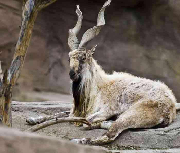 Saanp ka shikaari paharri bakra markhor