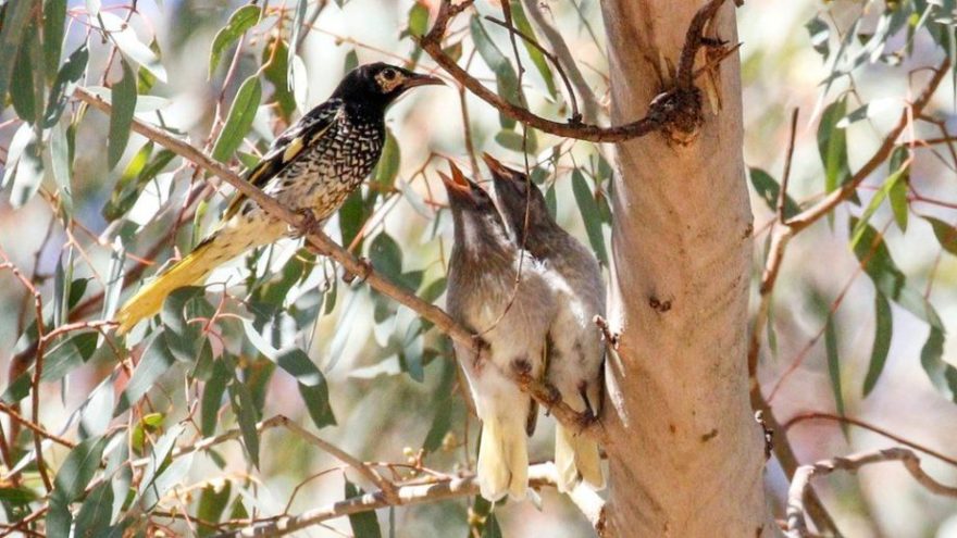 abai elaqon se darbadar australian parinde chehcehana bhool gae